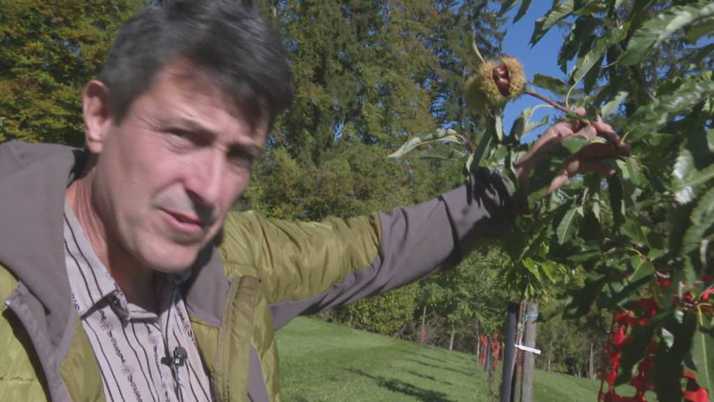 Thurgauer Bauern setzen auf Marroni