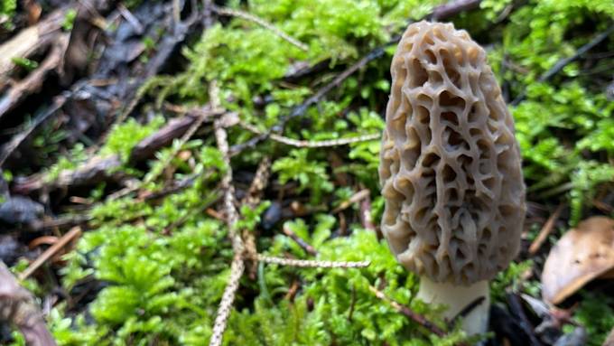 «Im Grauholz-Wald gibt es schöne Morcheln» – Pilzexperte zur aktuellen Saison 