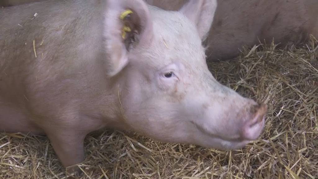 Schweinebauern gegen neue EU-Richtlinien