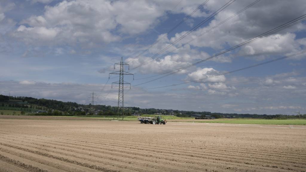 Im Thurgau sinkt die Zahl der Landwirtschaftsbetriebe weiter. Im Bild ein Chicorée-Feld bei Weinfelden. (Archivbild)