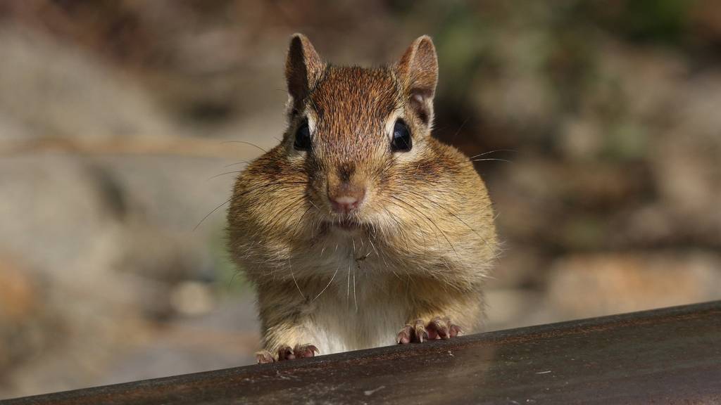 Welche Haustiere sind in einer Mietwohnung erlaubt?