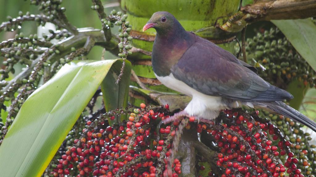 Treibt es gerne bunt: die Neuseeland-Fruchttaube