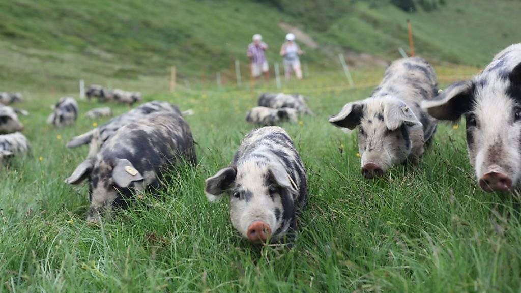Auf der Weide: Turopolje-Schweine zeigen im Rahmen eines Pilotprojektes von KAGFreiland, ob sie für das Leben auf der Alp geeignet sind.