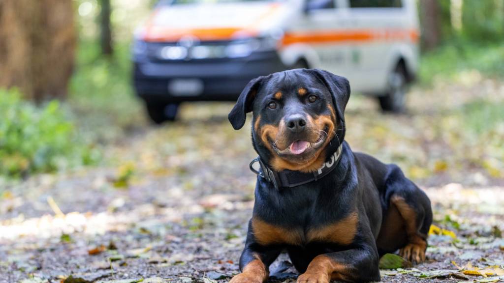 Polizeihündin Viva spürte einen geflüchteten Einbrecher auf.