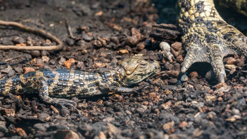 Im Zoo Zürich ist unbemerkt ein Breitschnauzenkaiman geschlüpft.