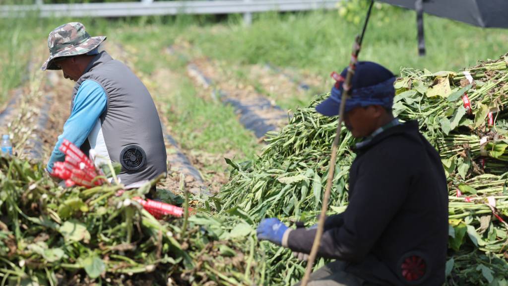 Ausländische Arbeiter ernten Sesam auf einem Feld in der Provinz Nord-Chungcheong in Zentral-Südkorea unter Sonnenschirmen, um sich vor der sengenden Sonne zu schützen, während eine Hitzewelle das Land im Griff hat. Foto: -/YNA/dpa/Archivbild
