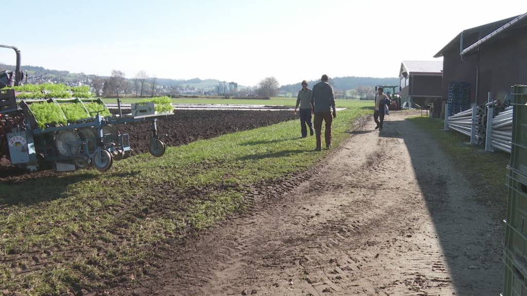 Die Zentralschweizer Gemüsebauern freuen sich über das Frühlingswetter