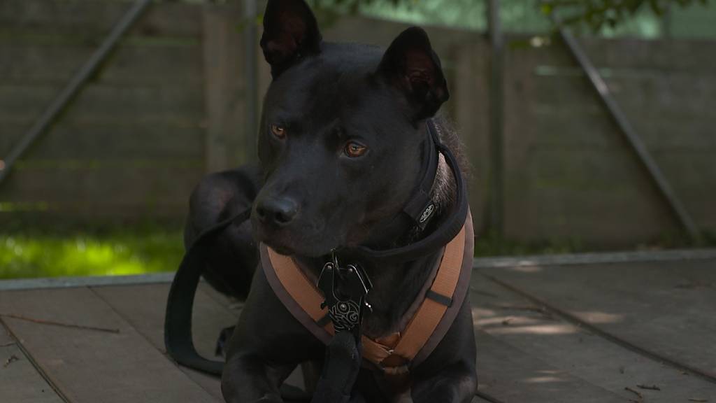Anubis