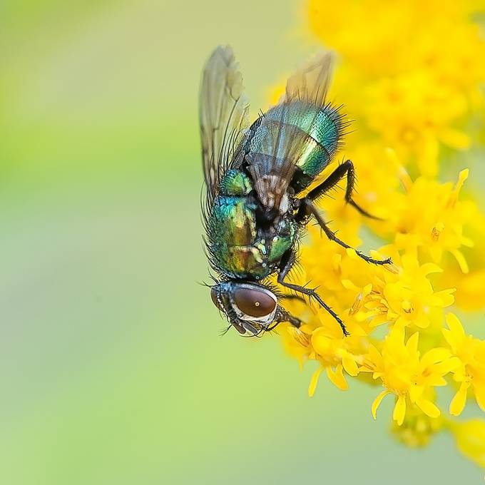 Mittagsshow Fliegen