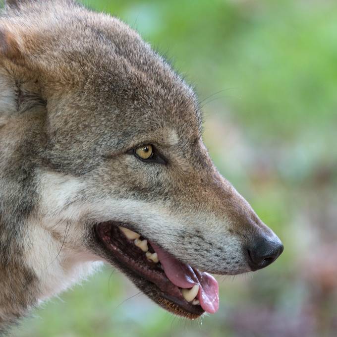 Zwei tote Ziegen – «Das Rissbild deutet auf einen Wolf hin»