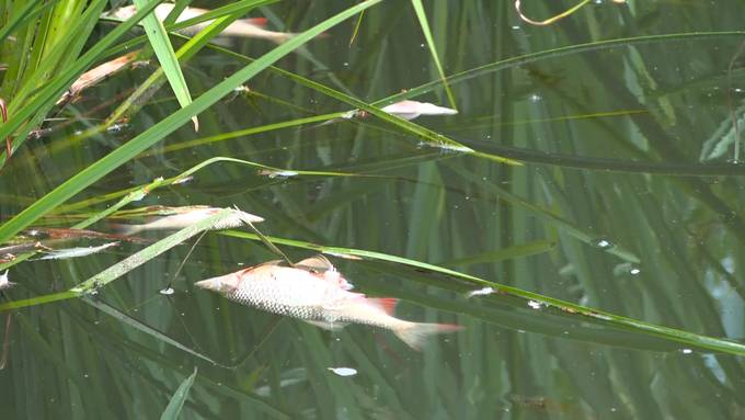 Hunderte Fische im St.Galler Nestweiher verendet