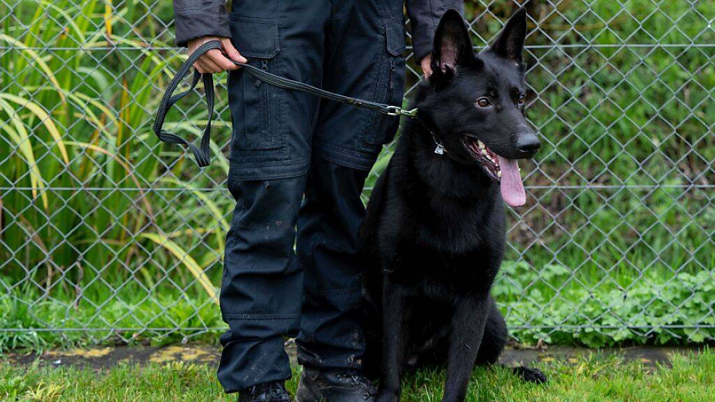 Hundeführerin Fabienne Mahler und Polizeihund Paya schlossen bei der Polizeihundeprüfung am besten ab.