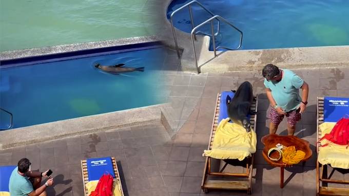Liegestuhl gestohlen: Seelöwin vertreibt Hotelgast