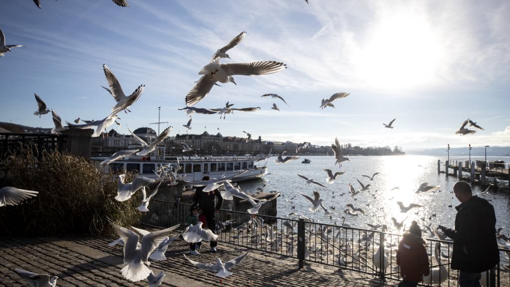 Mehr natürliche Vegetation fordert der Gemeinderat beim Seebecken in Zürich. Dafür soll im See eine Insel für die Wasservögel aufgeschüttet werden. (Archivbild)