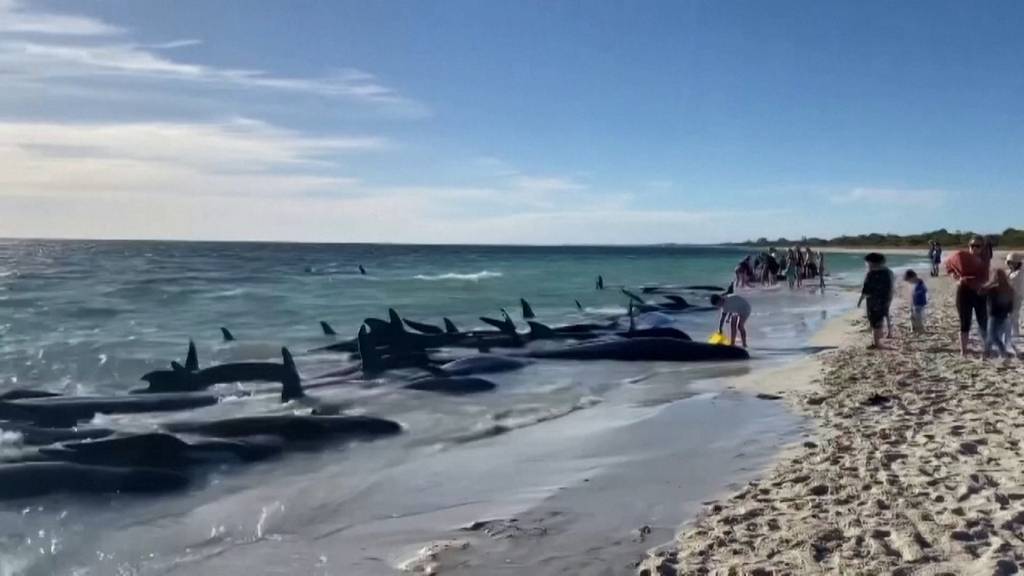Mehr als 160 Wale stranden an australischer Westküste