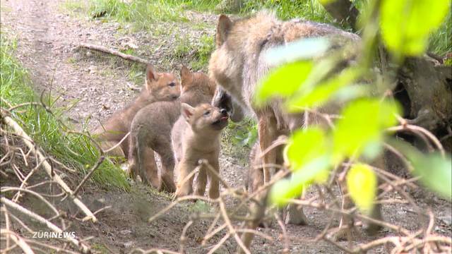 Junge Wölfe im Zoo Zürich