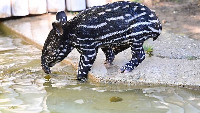 Seltener Schabrackentapir in Stuttgarter Zoo geboren