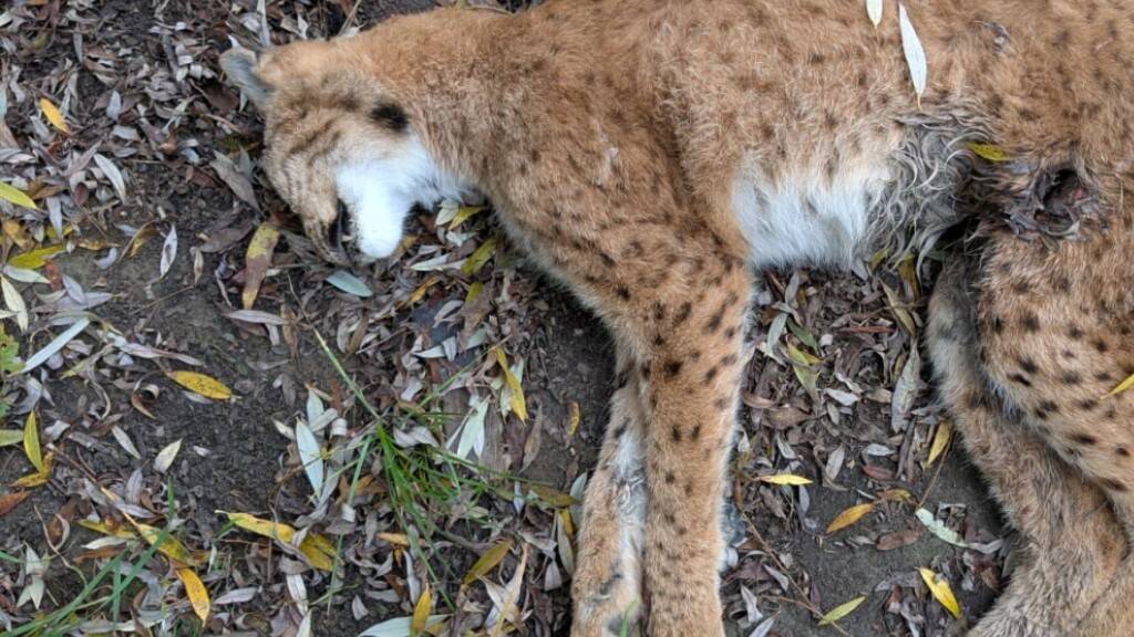Ein Wildhüter fand das tote Luchsweibchen am 17. Oktober. Unbekannte hatten ihm Wochen zuvor Schussverletzungen zugefügt.