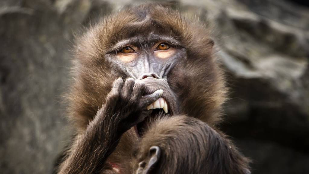 Zürcher Benefiz-Gala Zoofäscht steht vor Neustart