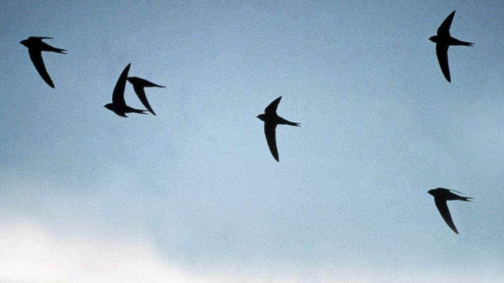 Mit einfachen Massnehmen können Menschen dafür sorgen, dass Vögel nicht in Glasscheiben fliegen. (Archivbild)