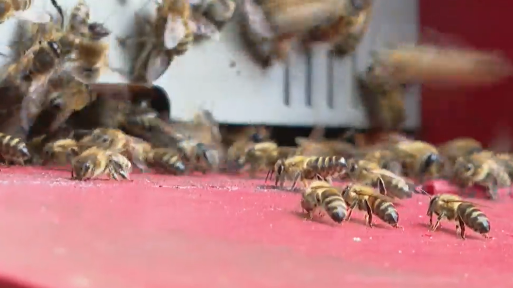 Gefahr für heimische Natur: Asiatische Hornissen verdrängen Bienen