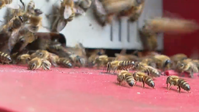 Gefahr für heimische Natur: Asiatische Hornissen verdrängen Bienen