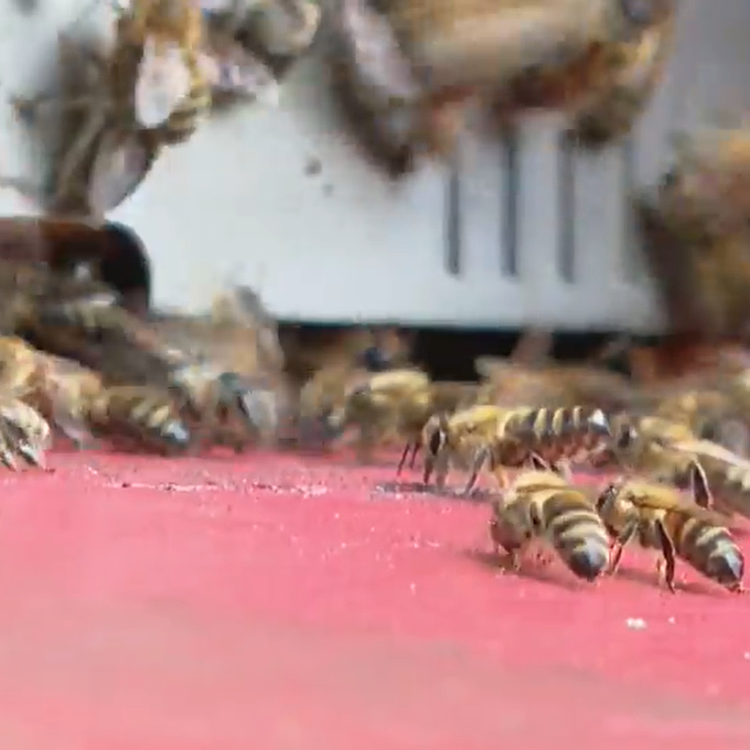 Gefahr für heimische Natur: Asiatische Hornissen verdrängen Bienen