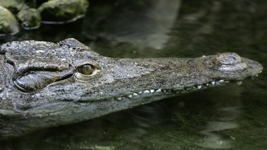 In Sri Lanka ist ein 24-jähriger Mann von einem Krokodil angegriffen und getötet worden. (Themenbild)