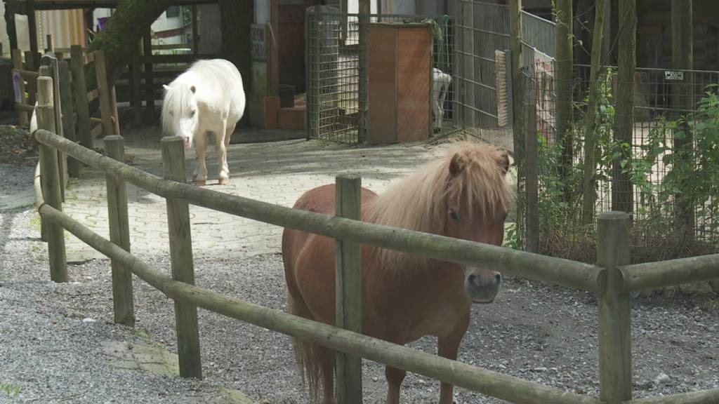 Zirkus Rodolfo muss Zelte abbauen – nach 30 Jahren in Amriswil