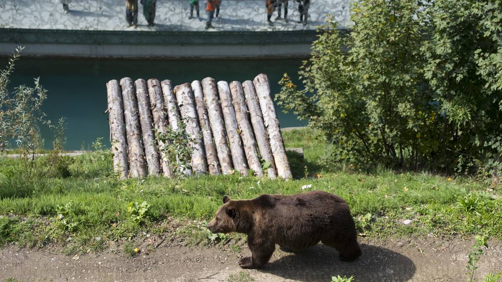 Bären im Bärenpark bekommen nicht mehr Platz