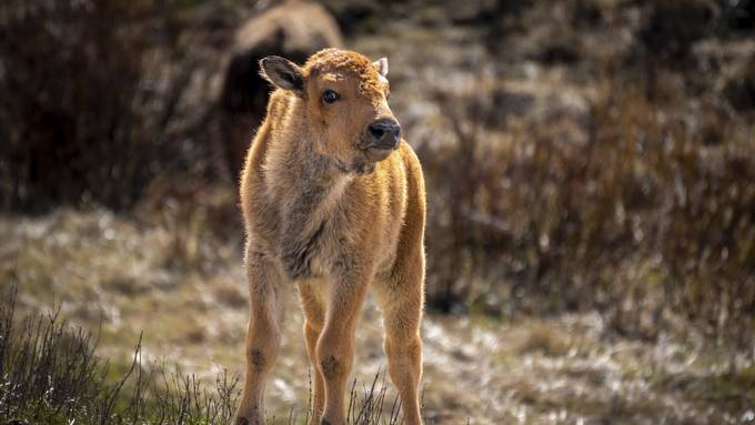 Bisonkalb musste getötet werden, nachdem ein Tourist es anfasste