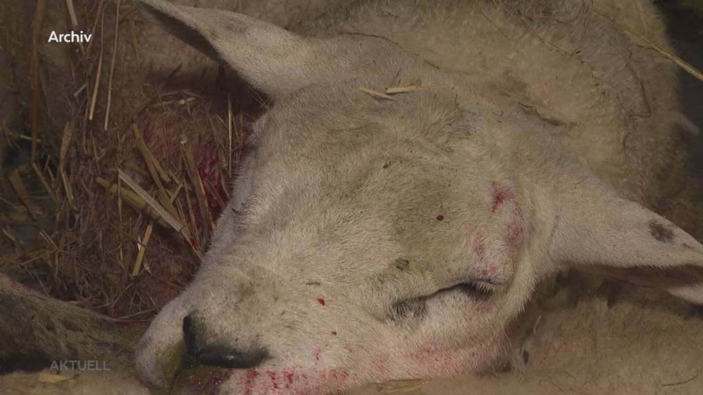 Zum Abschuss freigegeben: Bund prüft ob Bauern Tiere vor Wolf schützen dürfen