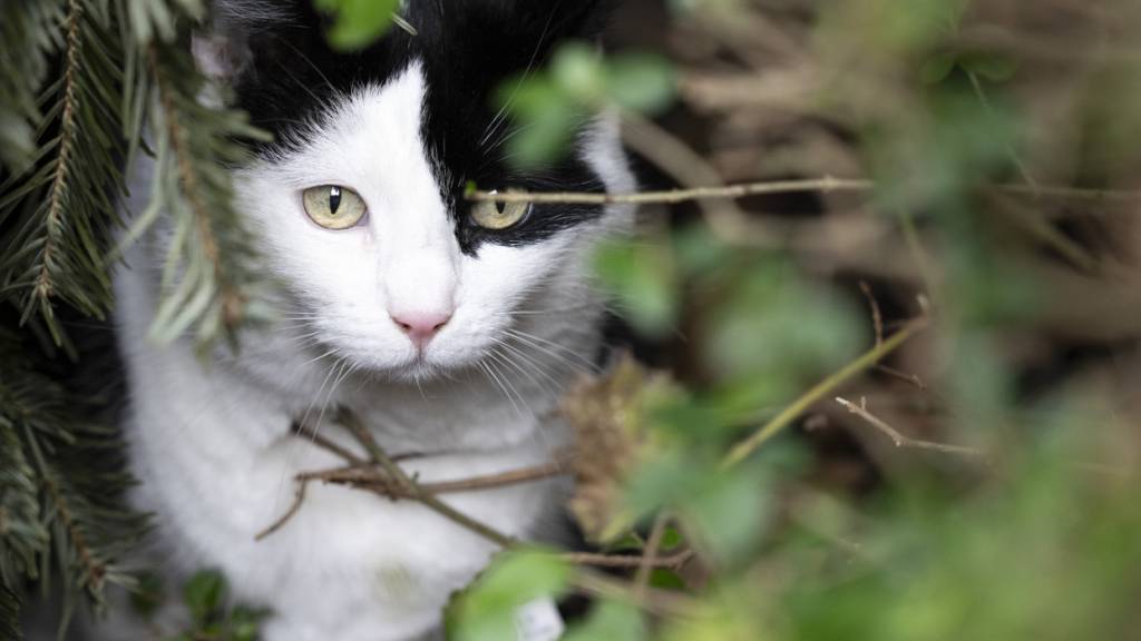 Der Kantonsrat will schärfere Massnahmen gegen die unkontrollierte Vermehrung von Freigängerkatzen.