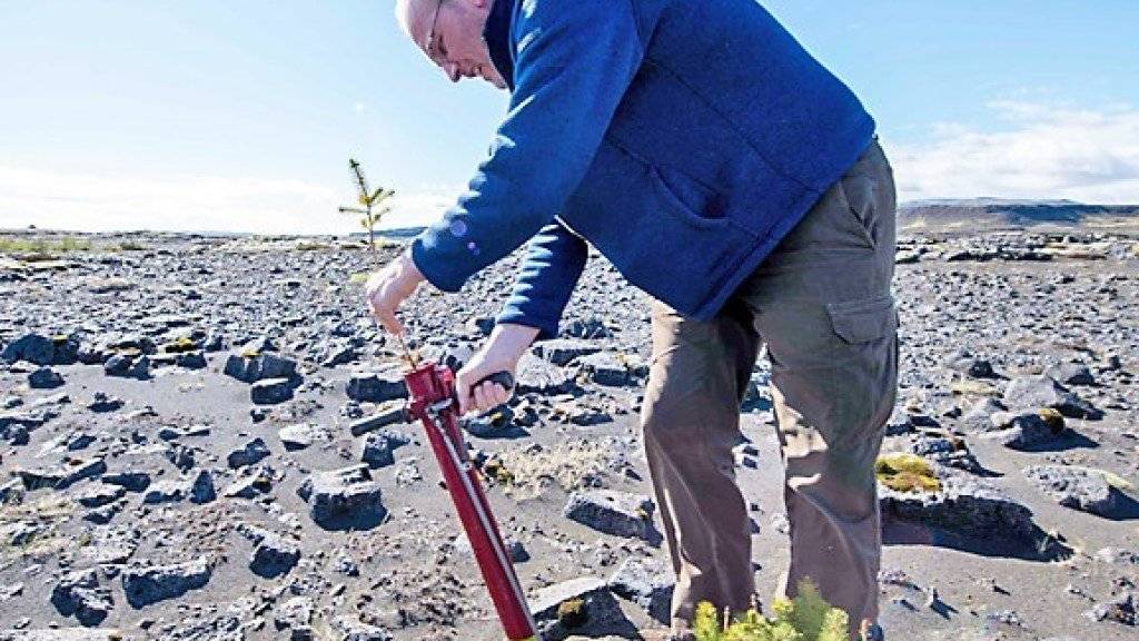 Hreinn Oskarsson, Director beim Icelandic Forest Service, hilft mit, Bäume auf dem Lava-Gelände bei Thorlakshofn zu pflanzen.  (Photo by Halldor KOLBEINS / AFP)
