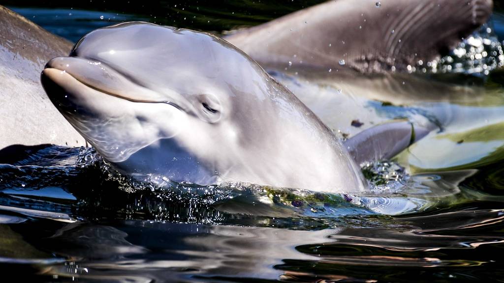 Delfine verenden zu Tausenden wegen russischen Kriegsschiffen