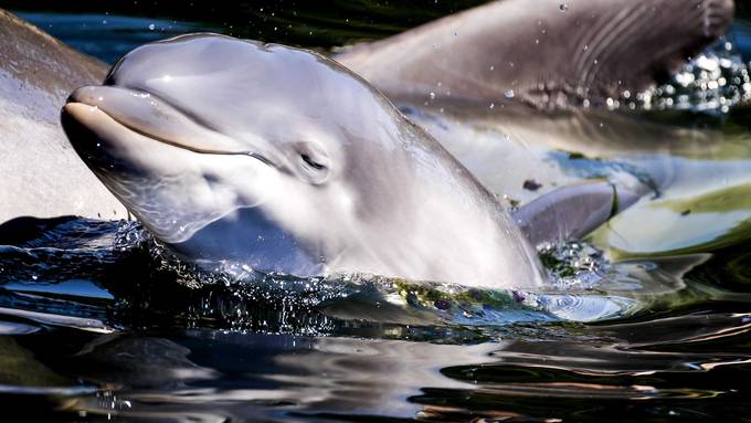 Delfine verenden zu Tausenden wegen russischen Kriegsschiffen