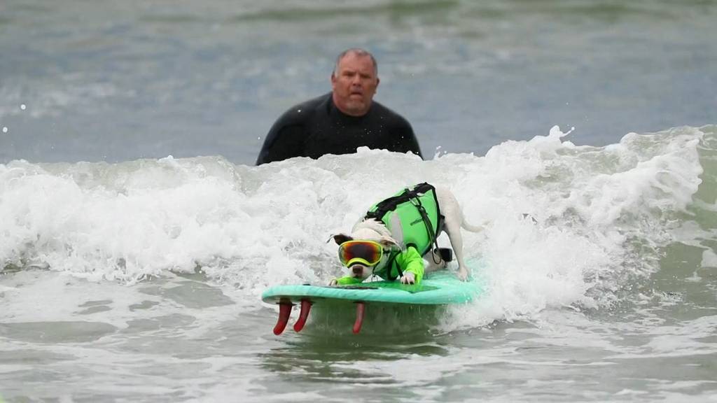 Tierischer Wellenritt: In Kalifornien surfen Hunde um die Wette