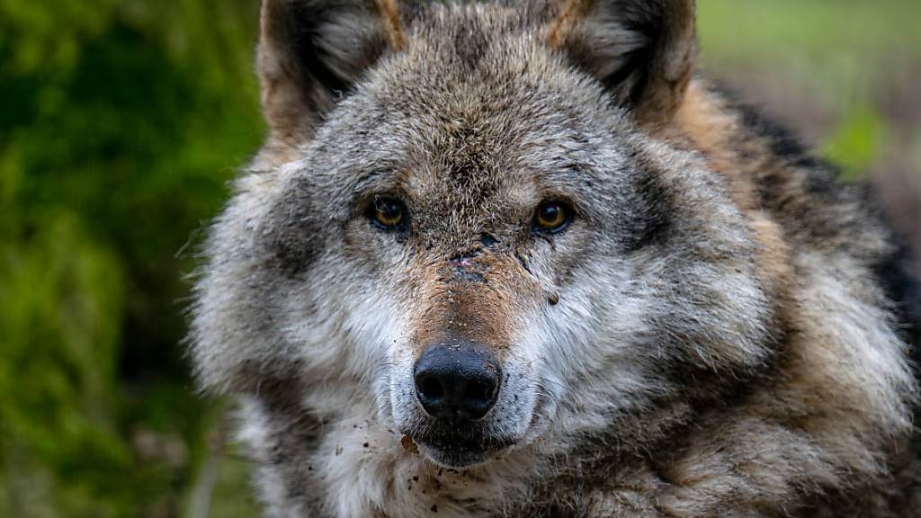 Der Wolf hatte auch Tiere im Kanton Bern gerissen. (Symbolbild)