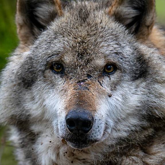 Wolf im Freiburgischen erlegt – hat auch Tiere im Kanton Bern gerissen
