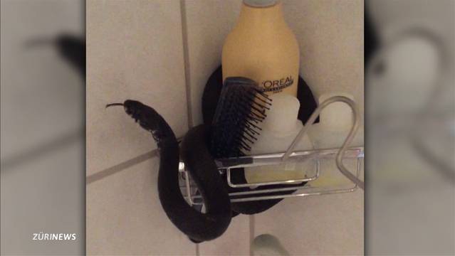 Kindergeburtstags-Schreck: Schlange im Badezimmer