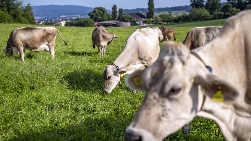 In der Westschweiz hat der Bund mit einer Impfpflicht auf den Ausbruch der Rinderkrankheit «Lumpy-Skin-Disease » in Frankreich reagiert. (Archivbild)