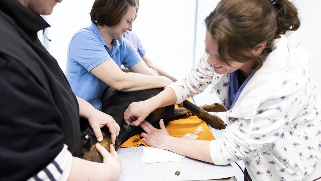 Der Tierklinik Aarau West fehlt es an Blutkonserven – Spenderhunde gesucht