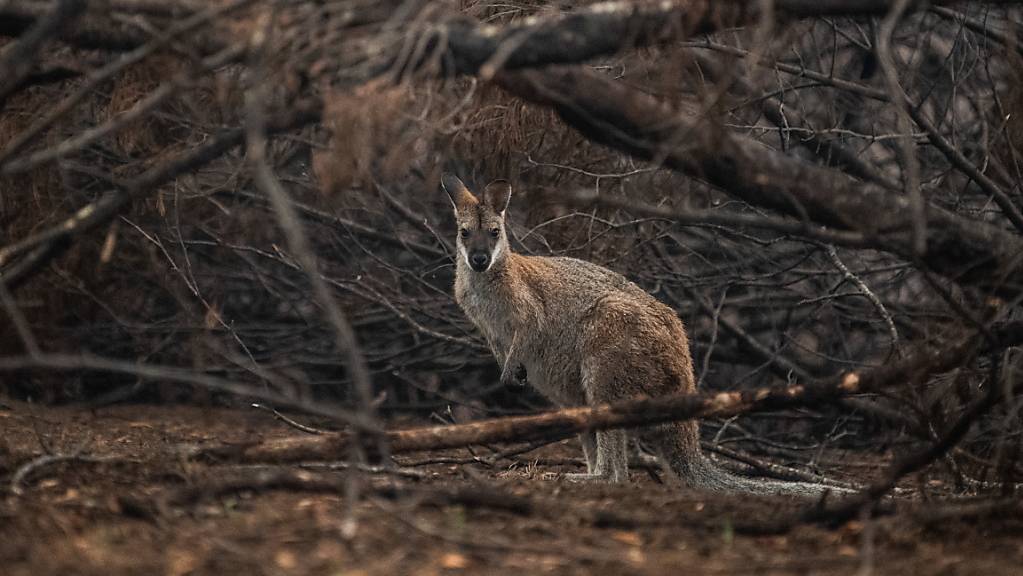 Tieren in den australischen  Brandgebieten droht der Hungertod. Helikopter werfen für sie Futter ab. (Foto: James Gourley / EPA Keystone)