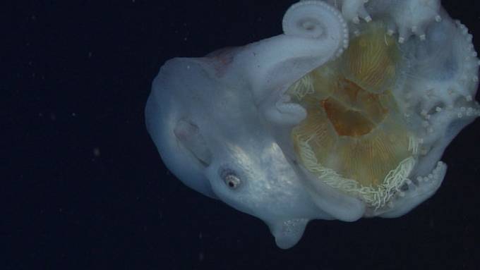 Video zeigt erstmals Fressverhalten seltener Tiefseekraken