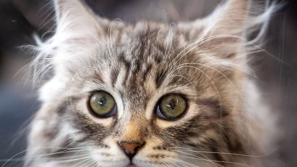 Die Zürcher Regierung will keine verpflichtenden  Massnahmen gegen die Vermehrung von Freigängerkatzen. (Symbolbild)