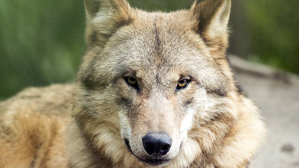 Wölfe sollen präventiv abgeschossen werden können wie Steinböcke. (Themenbild)