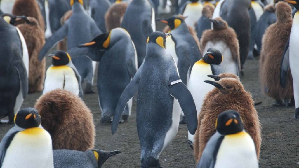 Ein Königspinguin mit einem Trackingband inmitten von Artgenossen. Seine Welt, die Antarktis, wird sich in den nächsten Jahrzehnten wegen dem Klimawandel stark verändern. (Archivbild)