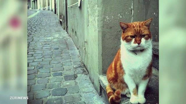 Stadtkater Monty vermisst