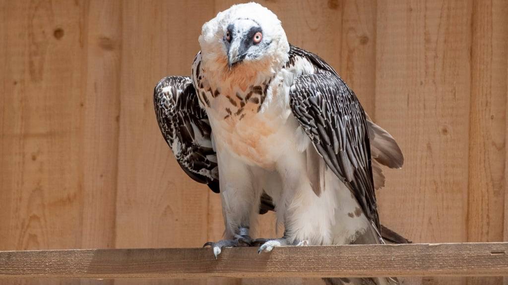 Der Tierpark Goldau verfügt seit 2019 über eine Zuchtstation für Bartgeier. (Archivbild)