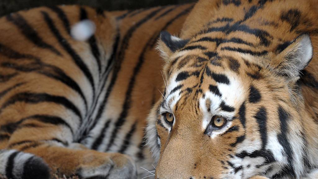 Vietnam: Dutzende Tiger und Löwen an Vogelgrippe verendet
